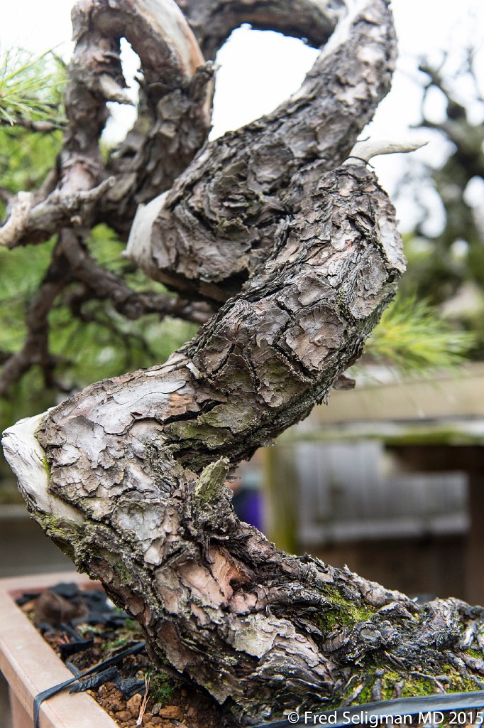 20150310_162124 D4S.jpg - Bonsai Museum and Gardens Tokyo, a famous garden more than 400 years old. Rare bonsai are more than 500 years old.